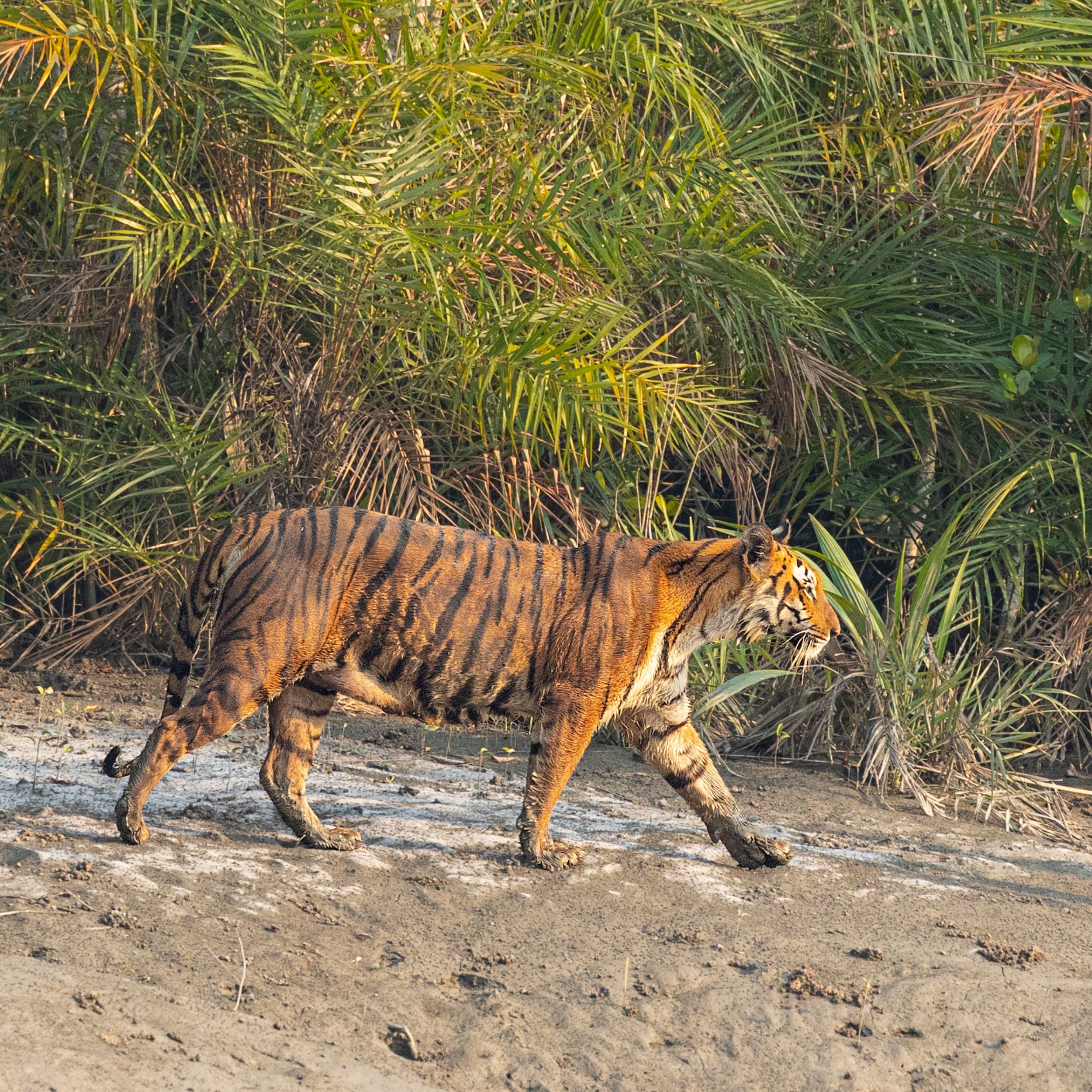 Sundarban