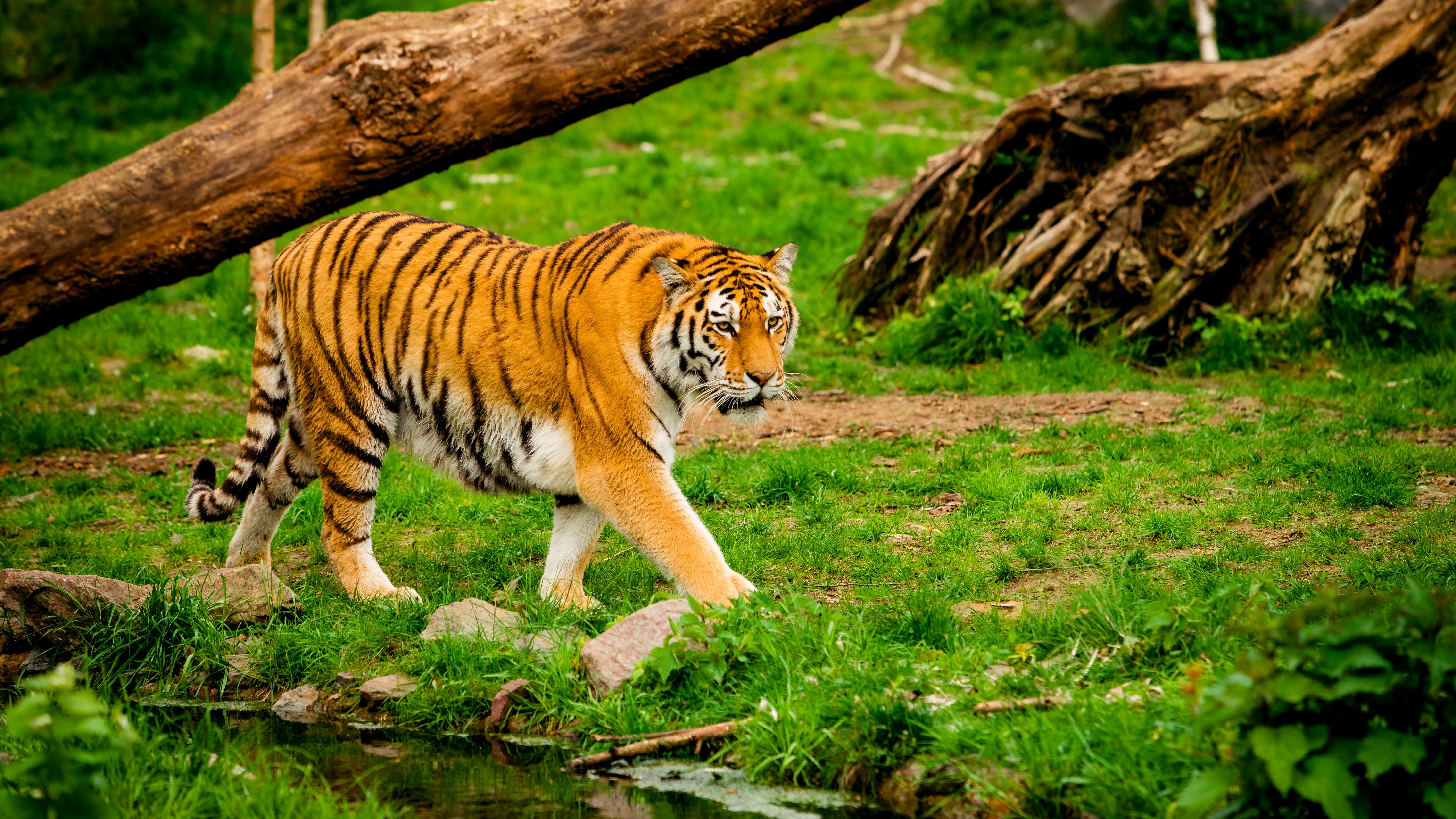 Sundarban Mangrove Forest